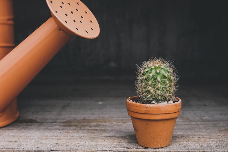 Repurposed Pots