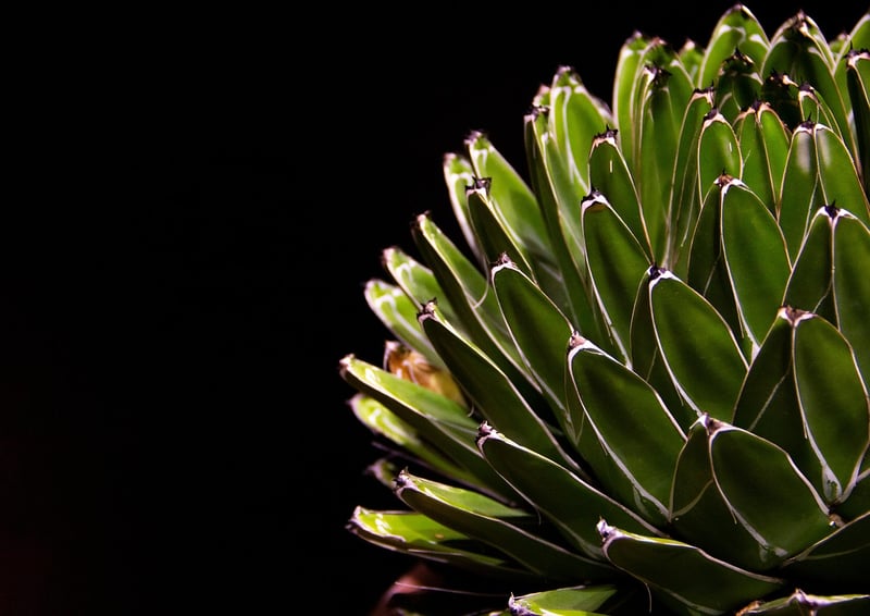 Air Plant Display