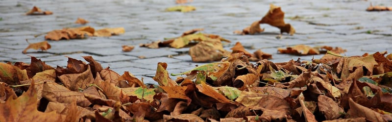 Autumn Colors