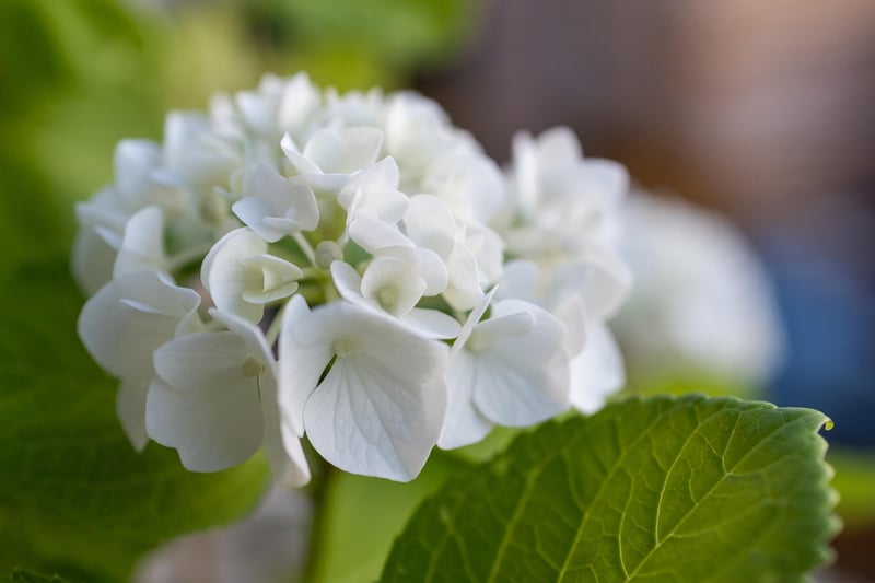 Spring Blooms