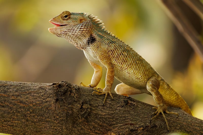 Garden Pest Control