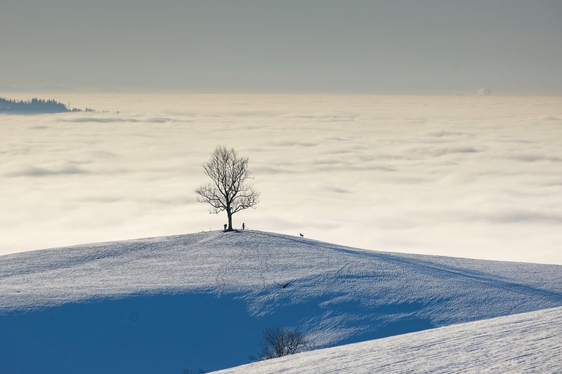 Winter Wonderlands