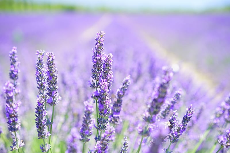 Lavender Herb