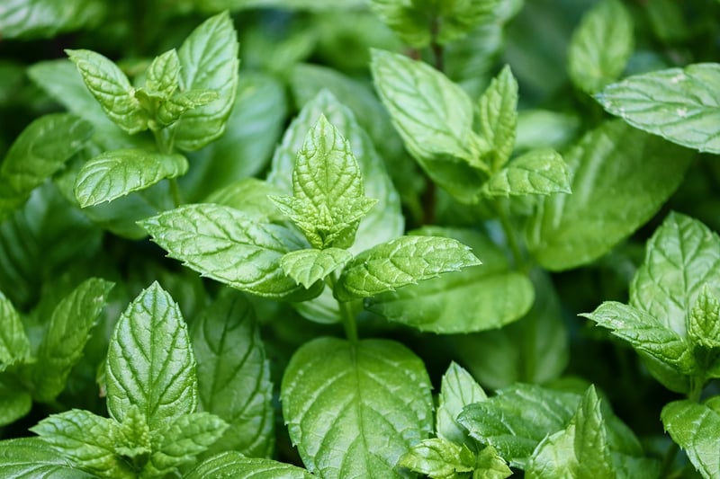 Peppermint Herb